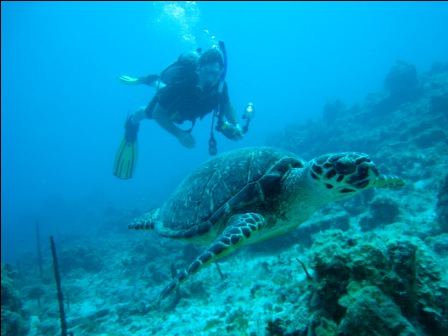 Scuba dive in St. Thomas, St. John Virgin Islands, www.patagondivecenter.com