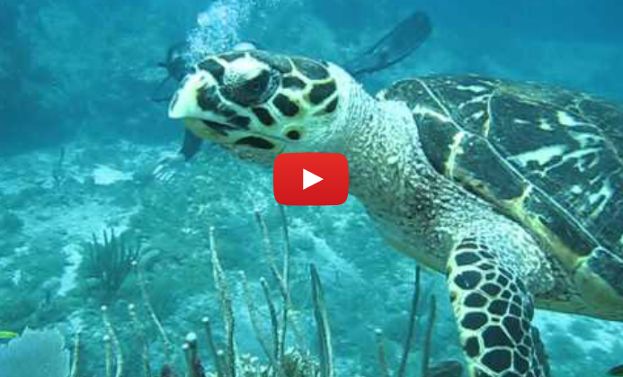 Turtle Video shot by Patagon Scuba Dive Center